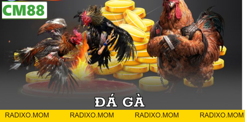 Đá gà C5 CM88 – Sân chọi kê trực tuyến uy tín, đẳng cấp - radixo