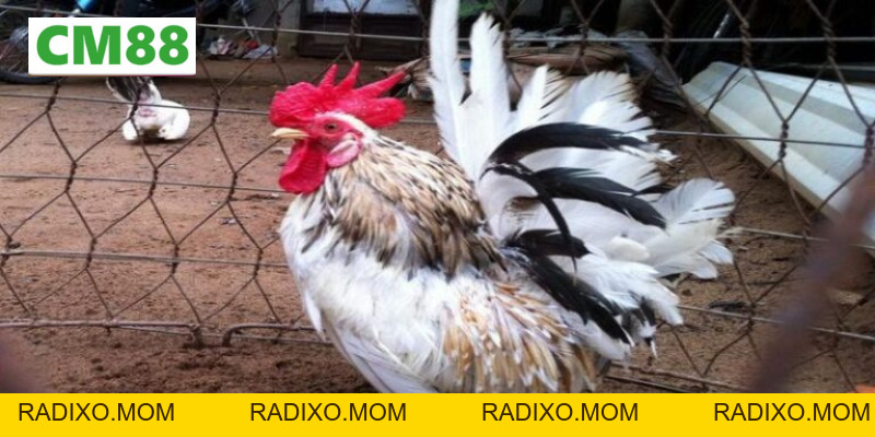 Chia sẻ cách nuôi gà thái kiểng - Từ dân chơi chuyên nghiệp - radixo