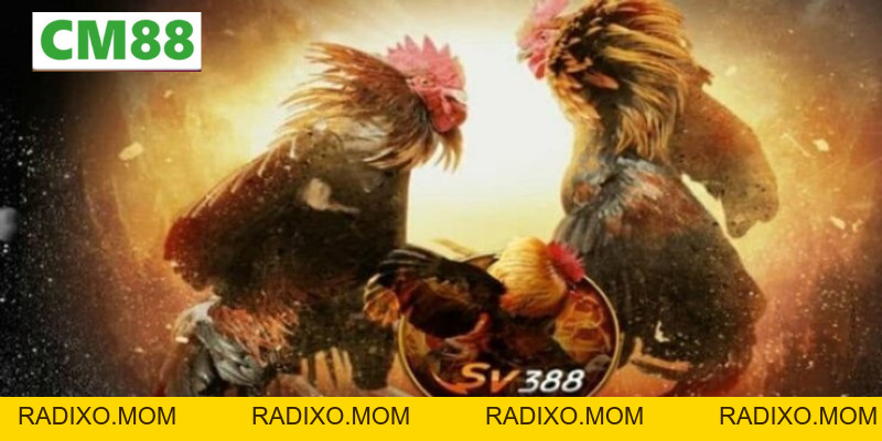Đá gà SV388 – Nền Tảng Cá Cược Gà Trực Tuyến Uy Tín Nhất - radixo