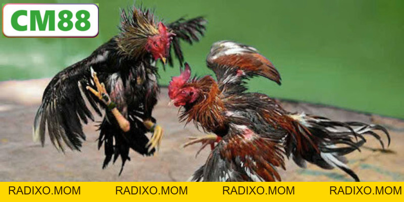 Đá Gà CM88 - Trải Nghiệm Thể Thao Trực Tuyến Đỉnh Cao 2026 - radixo