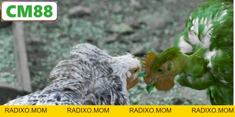 Đá Gà CM88 - Trải Nghiệm Thể Thao Trực Tuyến Đỉnh Cao 2026 - radixo