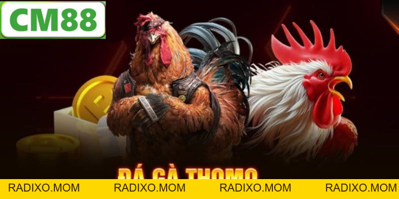 Đá Gà Thomo CM88 - Hình Thức Giải Trí Khốc Liệt Nhất 2026 - radixo