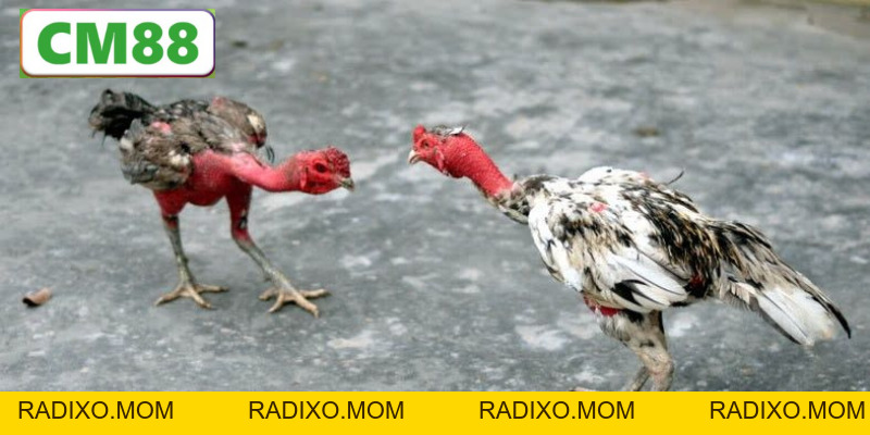 Bí quyết chọn, nuôi và huấn luyện gà đòn CM88 cực chuẩn - radixo