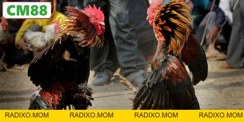 Đá Gà Đòn C1 CM88 – Nơi Quy Tụ Những Trận Chiến Đỉnh Cao - radixo