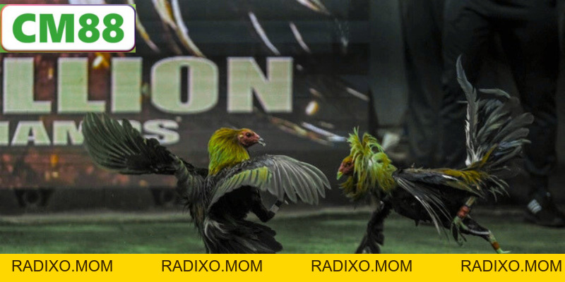 Đá Gà CM88 - Trải Nghiệm Thể Thao Trực Tuyến Đỉnh Cao 2026 - radixo