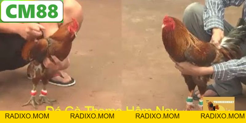 Đá Gà Thomo CM88 - Hình Thức Giải Trí Khốc Liệt Nhất 2026 - radixo