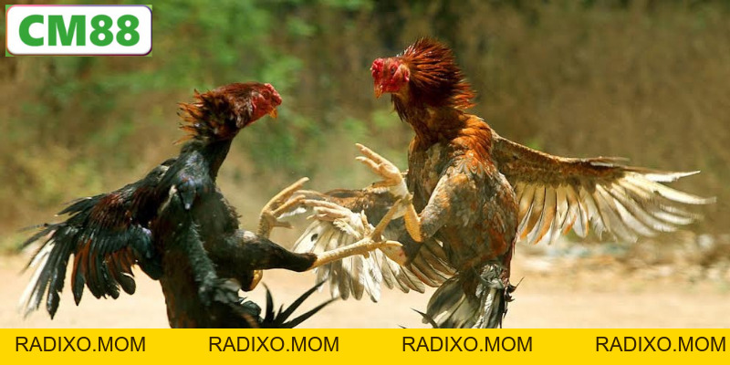 Đá Gà Đòn C1 CM88 – Nơi Quy Tụ Những Trận Chiến Đỉnh Cao - radixo