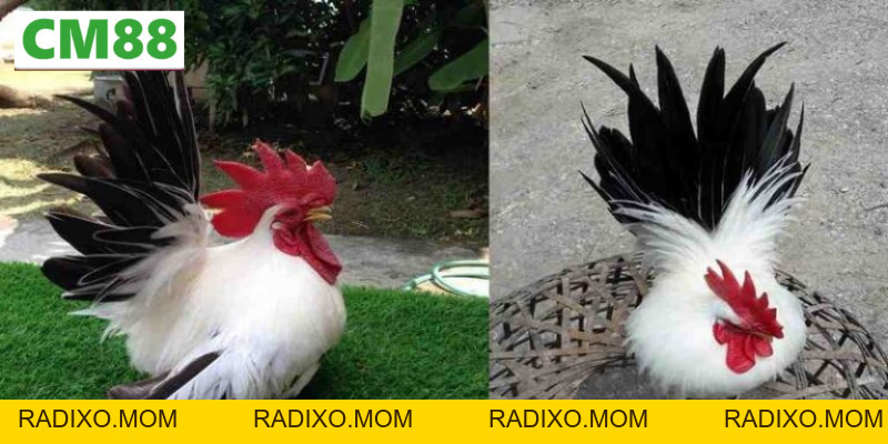 Chia sẻ cách nuôi gà thái kiểng - Từ dân chơi chuyên nghiệp - radixo