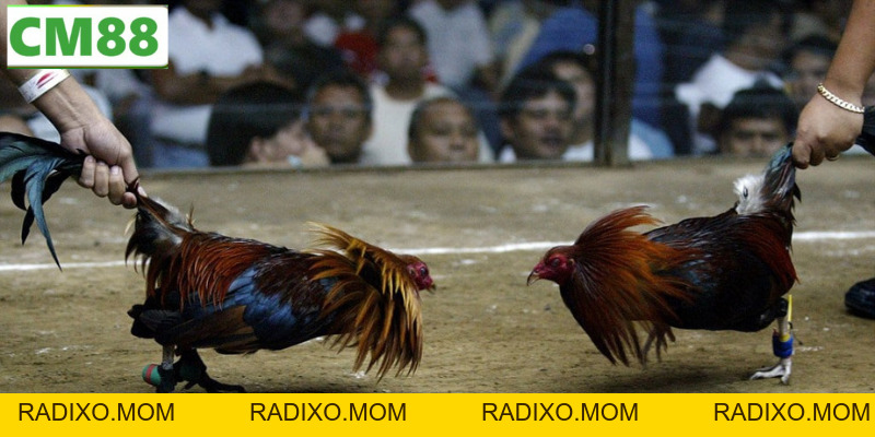 Đá gà C5 CM88 – Sân chọi kê trực tuyến uy tín, đẳng cấp - radixo