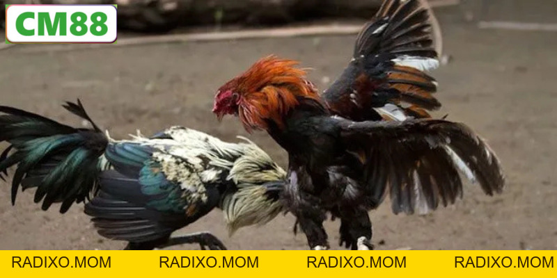 Đá Gà Đòn C1 CM88 – Nơi Quy Tụ Những Trận Chiến Đỉnh Cao - radixo