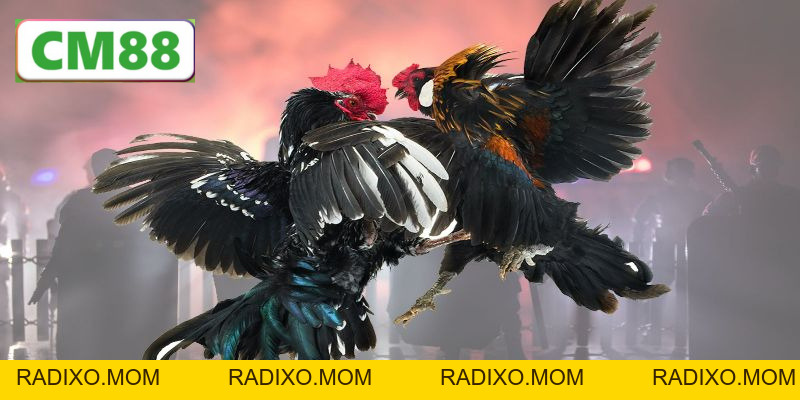 Đá gà cựa dao CM88 - Bộ môn giải trí gay cấn và hồi hộp - radixo