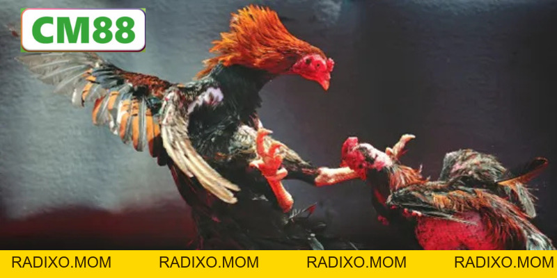 Đá gà cựa dao CM88 - Bộ môn giải trí gay cấn và hồi hộp - radixo