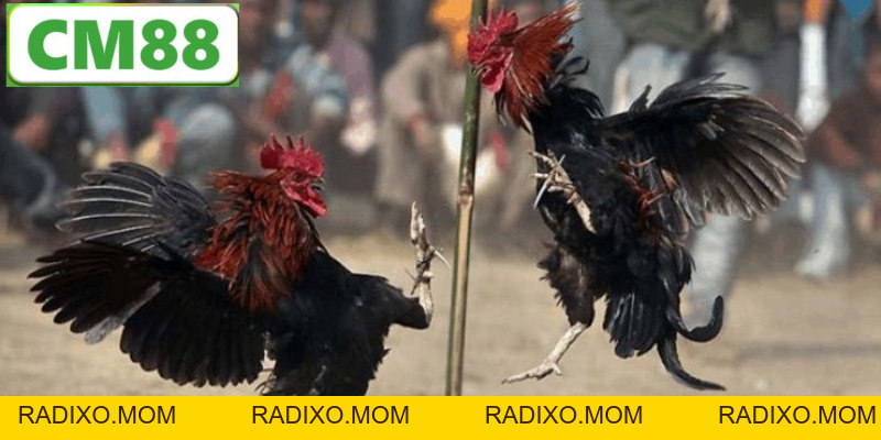 Đá Gà Thomo CM88 - Hình Thức Giải Trí Khốc Liệt Nhất 2026 - radixo