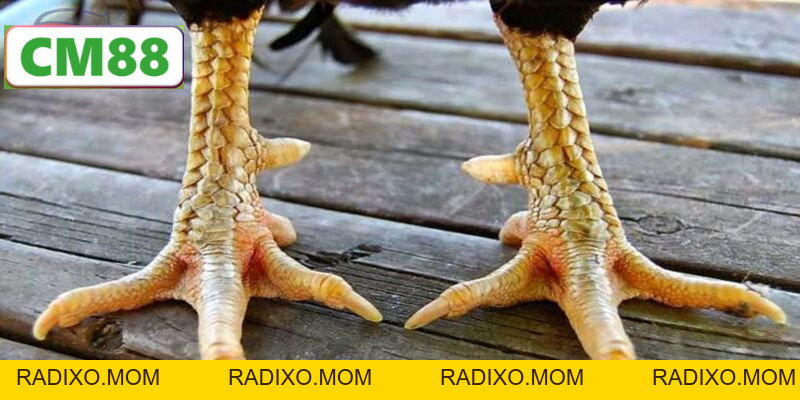 Tin Tức CM88 – Cập Nhật Sự Kiện, Khuyến Mãi Mới Nhất - radixo