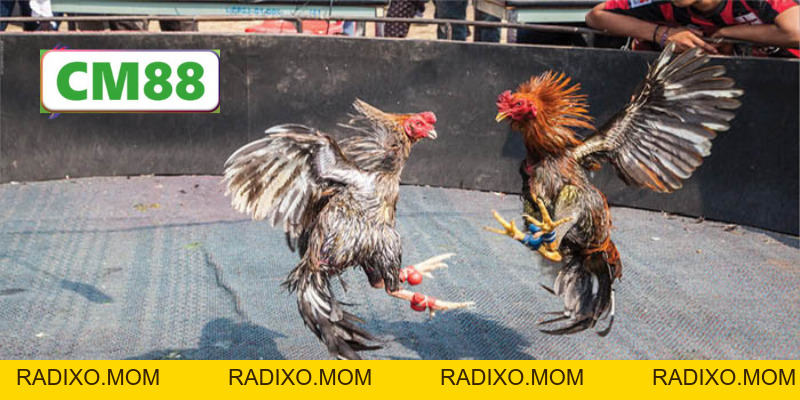 Đá gà cựa dao CM88 - Bộ môn giải trí gay cấn và hồi hộp - radixo