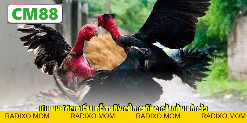 Bí quyết chọn, nuôi và huấn luyện gà đòn CM88 cực chuẩn - radixo