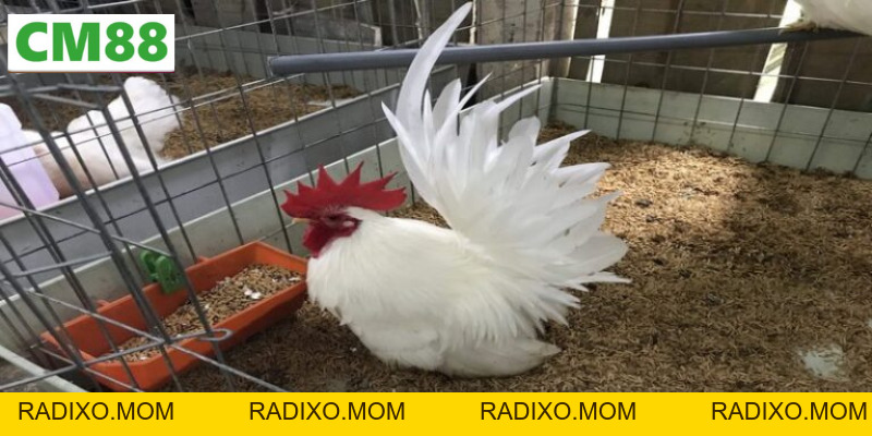 Chia sẻ cách nuôi gà thái kiểng - Từ dân chơi chuyên nghiệp - radixo