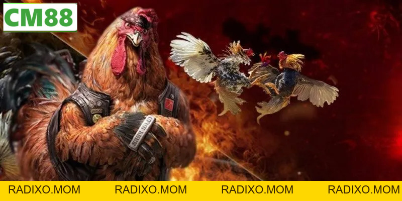 Đá gà C5 CM88 – Sân chọi kê trực tuyến uy tín, đẳng cấp - radixo